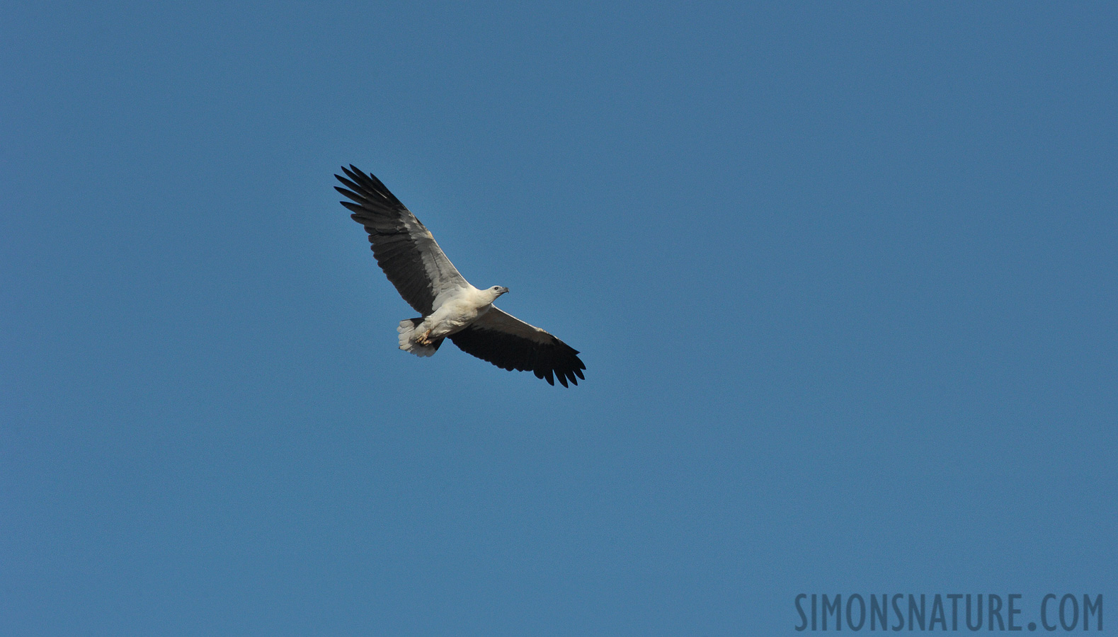 Haliaeetus leucogaster [550 mm, 1/2000 sec at f / 14, ISO 1600]